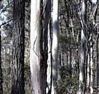 Kooyoora State Park - Accommodation Sydney