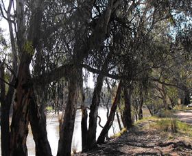 Mia Forest Drives Narrandera - Sydney 4u 0