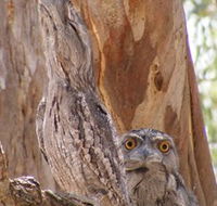 Bird Watching - Sydney 4u