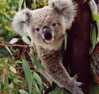 Koala Spotting Regeneration Reserve - Sydney 4u