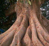 The Big Fig Tree - Sydney 4u