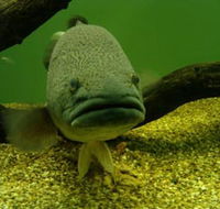 John Lake Centre - Narrandera Fisheries Centre - Sydney 4u