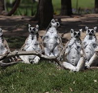 Savannah Visitor Plaza Taronga Western Plains Zoo Dubbo - Accommodation Sydney