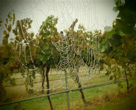 Red Earth Estate Vineyard - Accommodation Sydney 8