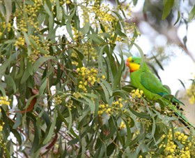 Savernake Day Tours - Accommodation Sydney 3