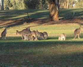 Savernake Day Tours - Accommodation Sydney 4