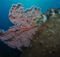 Luncheon Bay Dive Site - Accommodation Sydney