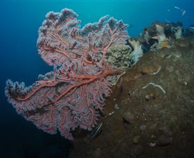 Luncheon Bay Dive Site - Accommodation Sydney 0