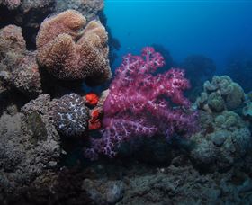 Luncheon Bay Dive Site - Accommodation Sydney 3