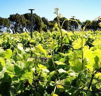 Basalt Wines - Sydney 4u