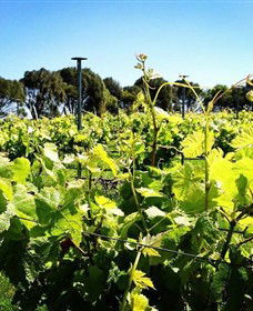 Basalt Wines - Sydney 4u 0