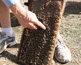 Bees On Keswick Island - Accommodation Sydney 1