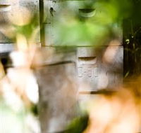 Bees on Keswick Island - Accommodation Sydney