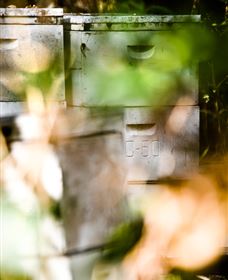 Bees On Keswick Island - Accommodation Sydney 0