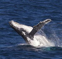 Whale Watching on Keswick Island - Accommodation Sydney