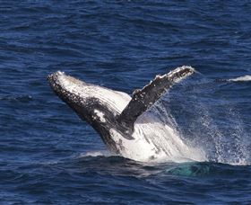 Whale Watching On Keswick Island - Accommodation Sydney 0