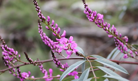 Basin Gully To Eualdrie Lookout Track - Accommodation Sydney 1