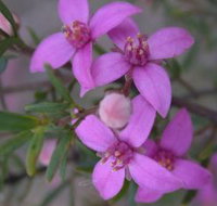 Self Drive Geology and Nature Trails - Accommodation Sydney