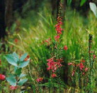 Enfield State Park - Accommodation Sydney