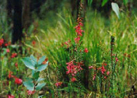 Enfield State Park - Accommodation Sydney 0