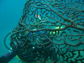Fairey Reef - Accommodation Sydney 3