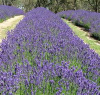 Yuulong Lavender Estate - Sydney 4u