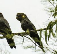 Conimbla National Park - Accommodation Sydney