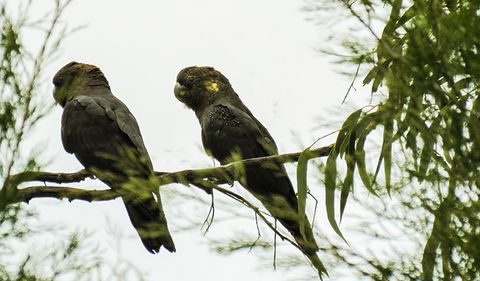 Conimbla National Park - Accommodation Sydney 0