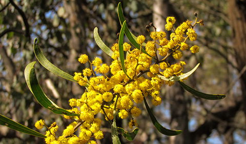 Conimbla National Park - Accommodation Sydney 2