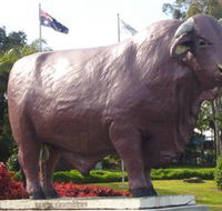 Rockhampton Bull Statues - Accommodation Sydney