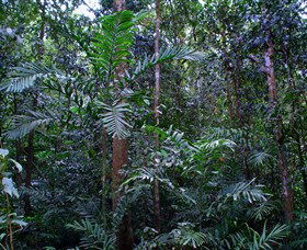 Kutini-Payamu (Iron Range) National Park (CYPAL) - Accommodation Sydney 2