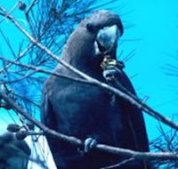 Mount Archer National Park - Accommodation Sydney