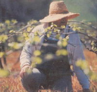 Canobolas Smith Winery - Accommodation Sydney