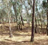 Chiltern-Mt Pilot National Park - Accommodation Sydney