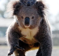 Koalas in Gunnedah - Sydney Resort