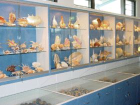 Shell World Yeppoon - Accommodation Sydney 1