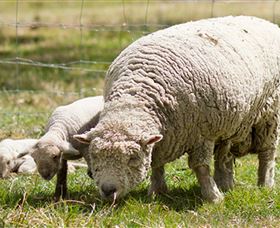 Short Sheep Micro-Winery - Accommodation Sydney 6