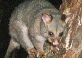 Moondarra State Park - Accommodation Sydney 0