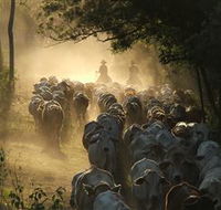 Springvale Horse Treks - Accommodation Sydney