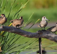 Jerrabomberra Wetlands - Accommodation Sydney