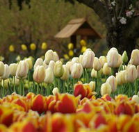 Tulip Top Gardens - Sydney 4u