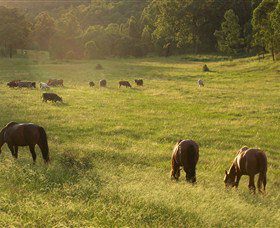 Chapman Valley Horse Riding - Sydney Resort 4