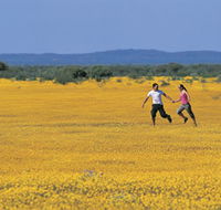 Wildflowers of the Mid West - Accommodation Sydney