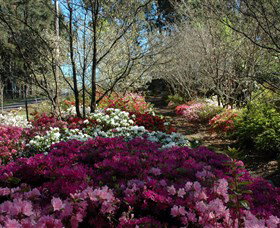 Wildwood Garden - Sydney Resort 2