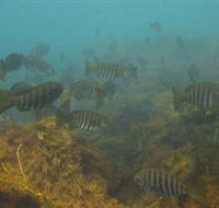 Bunurong Marine and Coastal Park - Accommodation Sydney