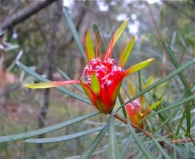 Glenbrook NSW Accommodation Sydney