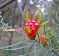 Glenbrook Native Plant Reserve and Nursery - Accommodation Sydney