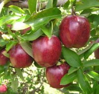 Top 40 Orchard - Sydney 4u