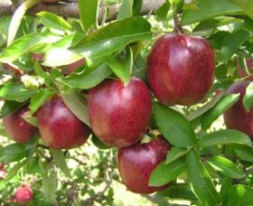 Top 40 Orchard - Sydney 4u 0