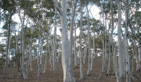 Green Track - Accommodation Sydney 1